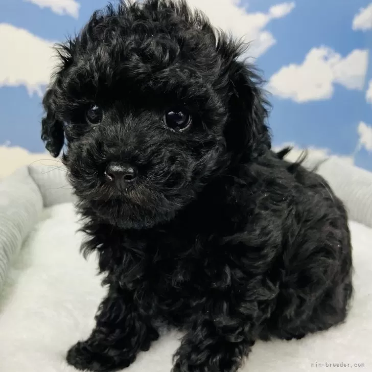 ID:2501-02989の子犬