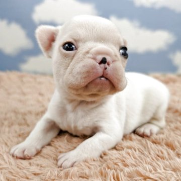 フレンチブルドッグ【岐阜県・男の子・2025年10月18日・パイド】の写真「目が開いてヨチヨチ歩きはじめました🤍」
