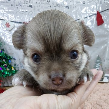 チワワ(ロング)【岐阜県・男の子・2025年11月9日・フォーン】の写真「🌟クリスマスプレゼント🎁特別価格開催中‼️」