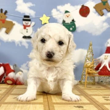 ビションフリーゼ【岐阜県・女の子・2024年10月18日・ホワイト】の写真「🌟クリスマス価格スタート🎄
最終値下げしました」