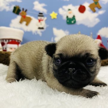 パグ【岐阜県・女の子・2024年11月11日・フォーン】の写真「丸々ぽちゃぽちゃの女の子🐶
🎍初売り価格🎊」