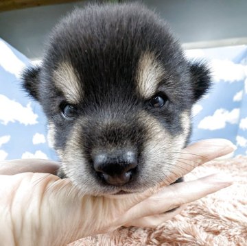 豆柴【岐阜県・女の子・2025年10月24日・黒】の写真「目が開いてヨチヨチ歩きはじめました💛」