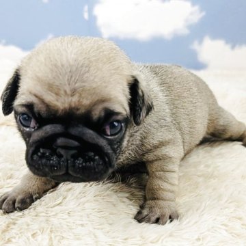 パグ【岐阜県・男の子・2025年5月11日・フォーン】の写真「ムチムチぽちゃかわです🐶」