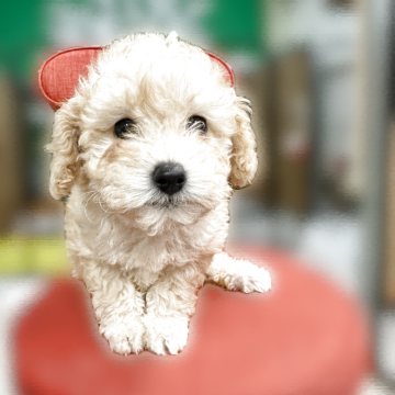 トイプードル(トイ)【岐阜県・女の子・2025年9月14日・アプリコット】の写真「みんな元気に走り回ってます❗️」