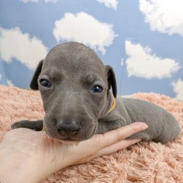 イタリアングレーハウンド【岐阜県・女の子・2025年10月21日・ブルー&ホワイト】の写真「目が開いてヨチヨチ歩きはじめました💛」