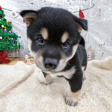 豆柴【岐阜県・女の子・2025年10月24日・黒】の写真「🌟クリスマスフェア特別企画開催中‼️」