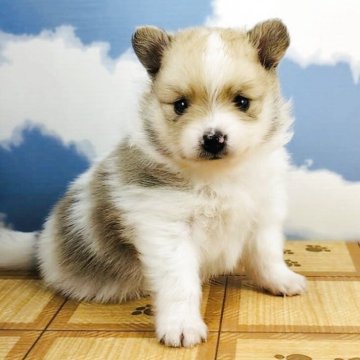 ポメラニアン【岐阜県・男の子・2025年4月1日・パーティー】の写真「珍しいパーティー柄🐶
🌟春の大感謝祭‼️」