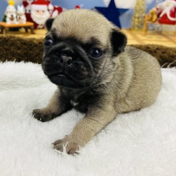 パグ【岐阜県・男の子・2024年11月11日・フォーン】の写真「🌟値下げ致しました🐶
🎍新春初売り価格🎊」