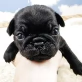 パグ