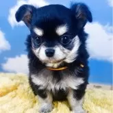 チワワ(ロング)