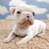 フレンチブルドッグ