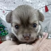 チワワ(ロング)