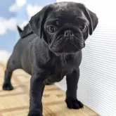 パグ