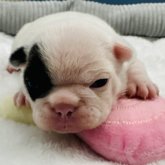 フレンチブルドッグ