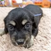 カニンヘンダックスフンド(ロング)【岐阜県・男の子・2025年9月24日・ブラックタン】の写真1