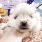 ポメラニアン【岐阜県・女の子・2025年9月14日・クリーム】の写真1