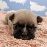 フレンチブルドッグ