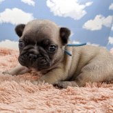 フレンチブルドッグ