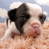 フレンチブルドッグ