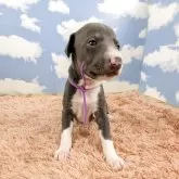 イタリアングレーハウンド【岐阜県・男の子・2025年10月21日・ブルー&ホワイト】の写真2