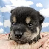 豆柴【岐阜県・女の子・2025年10月24日・黒】の写真2