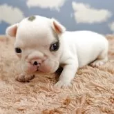 フレンチブルドッグ【岐阜県・男の子・2025年10月18日・パイド】の写真3