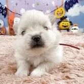 ポメラニアン【岐阜県・女の子・2025年9月14日・クリーム】の写真3
