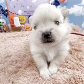 ポメラニアン【岐阜県・女の子・2025年9月14日・クリーム】の写真5