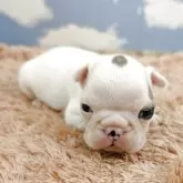 フレンチブルドッグ【岐阜県・男の子・2025年10月18日・パイド】の写真6