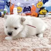 ポメラニアン【岐阜県・女の子・2025年9月14日・クリーム】の写真7