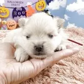 ポメラニアン【岐阜県・女の子・2025年9月14日・クリーム】の写真8