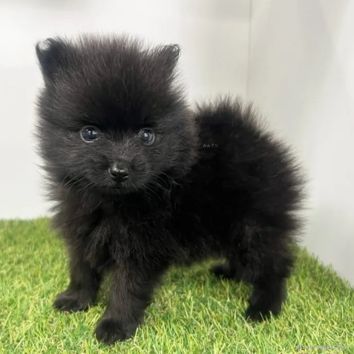 ID:2308-04913の子犬