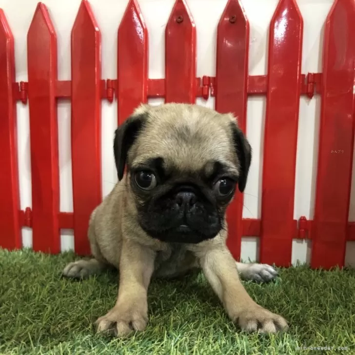 ID:2403-06879の子犬