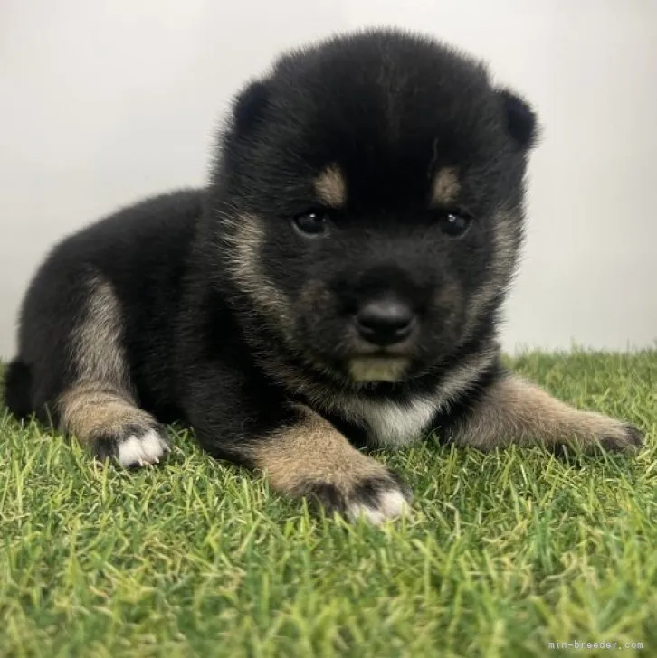 ID:2308-05222の子犬