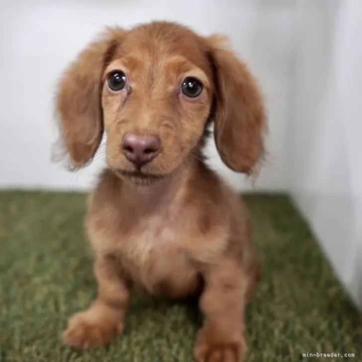 ID：2306-04359の子犬