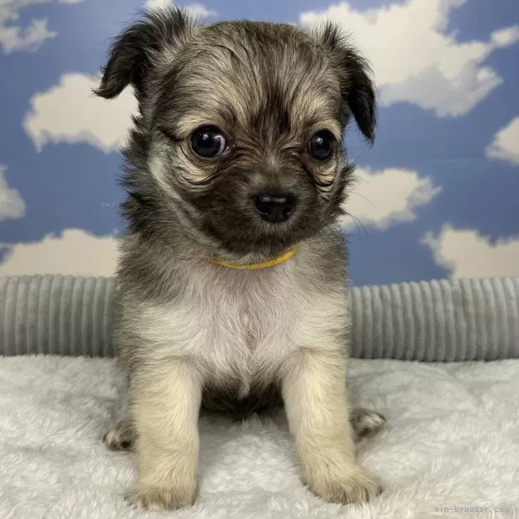 ID:2409-03688の子犬