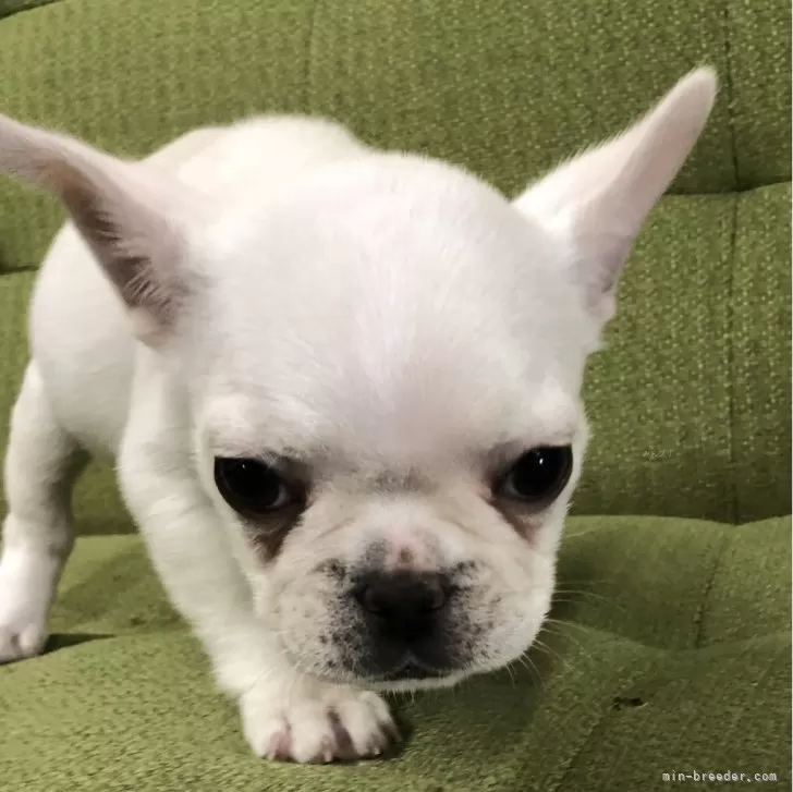 ID:2402-03070の子犬