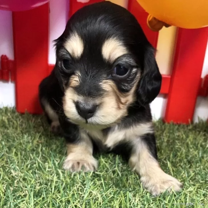 ID:2402-02411の子犬