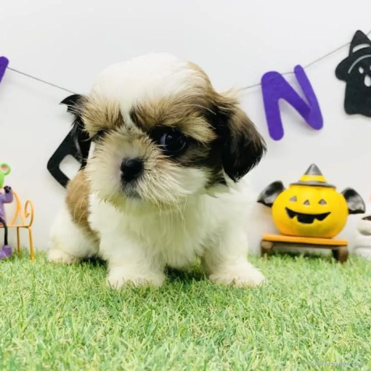 ID:2208-00367の子犬