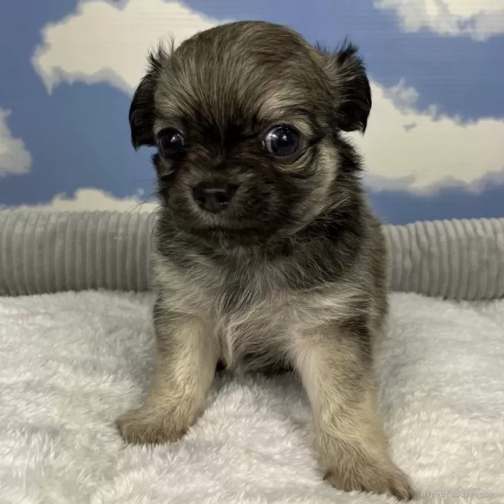 ID：2409-00571の子犬