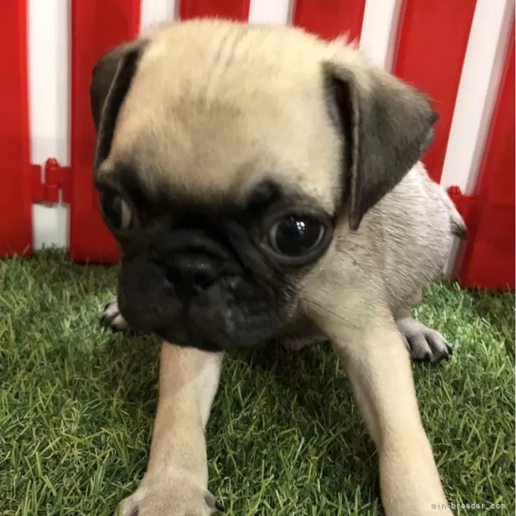 ID：2404-07029の子犬