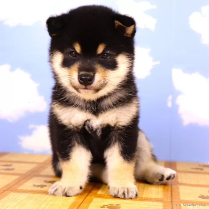 ID：2408-01793の子犬