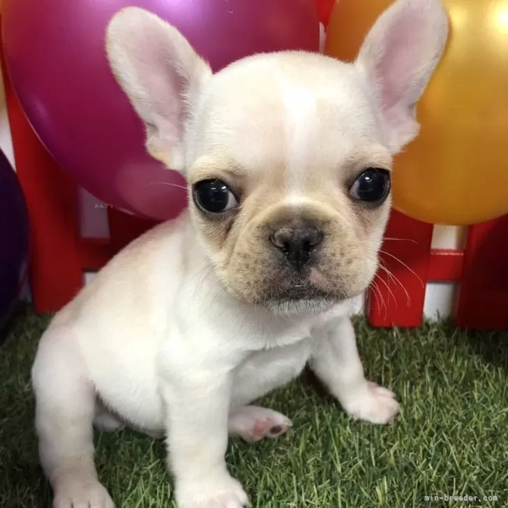 ID：2401-01175の子犬