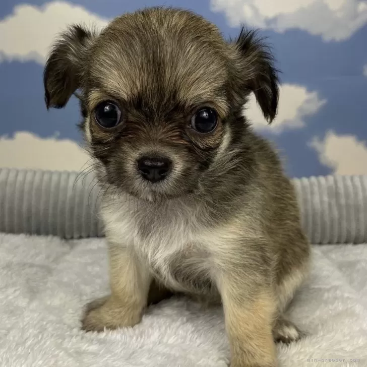 ID：2409-03693の子犬