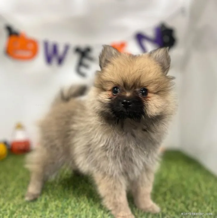 ID:2309-04606の子犬