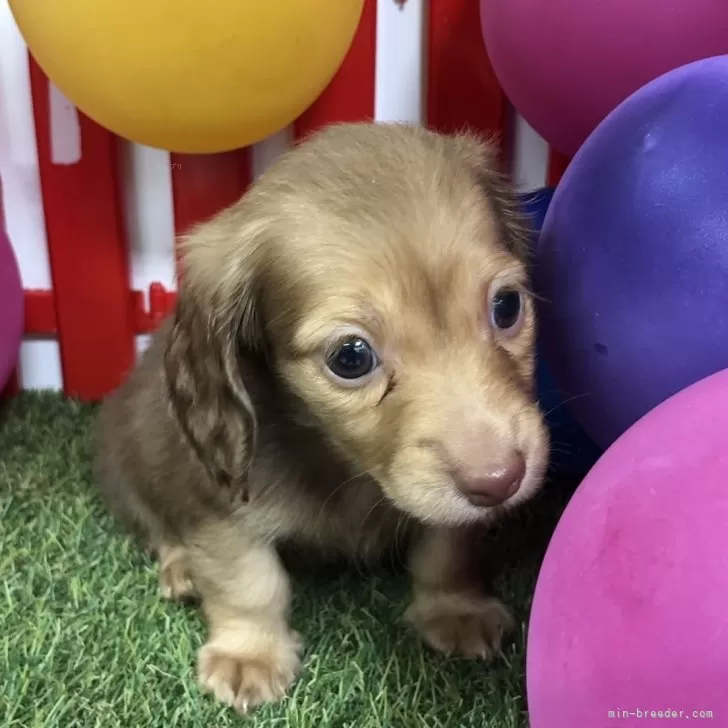 かつまる 様のお迎えした子犬