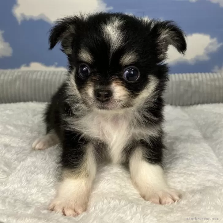 ID：2409-00567の子犬