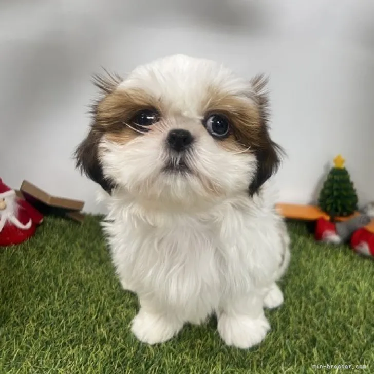 ID:2310-02849の子犬