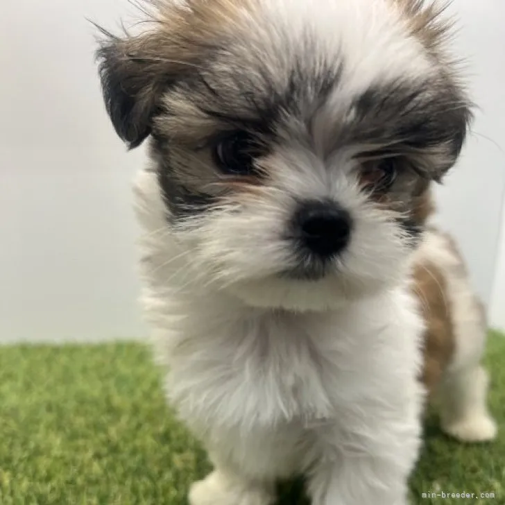 ID:2303-01169の子犬