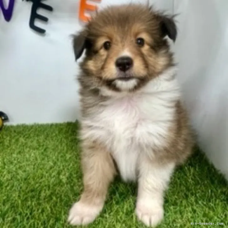 ID:2309-05951の子犬
